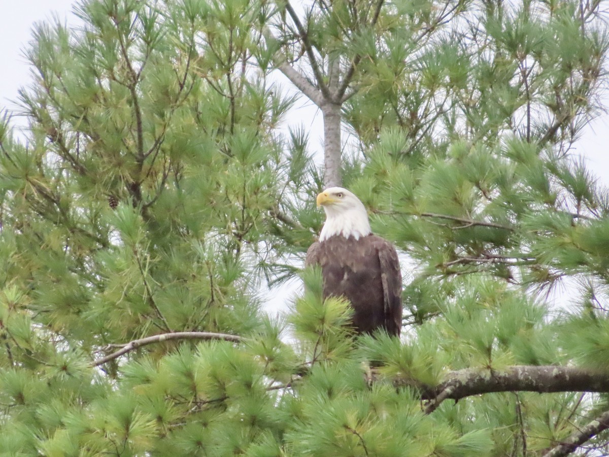 Bald Eagle - ML624158776