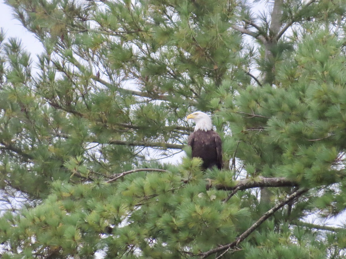 Bald Eagle - ML624158777