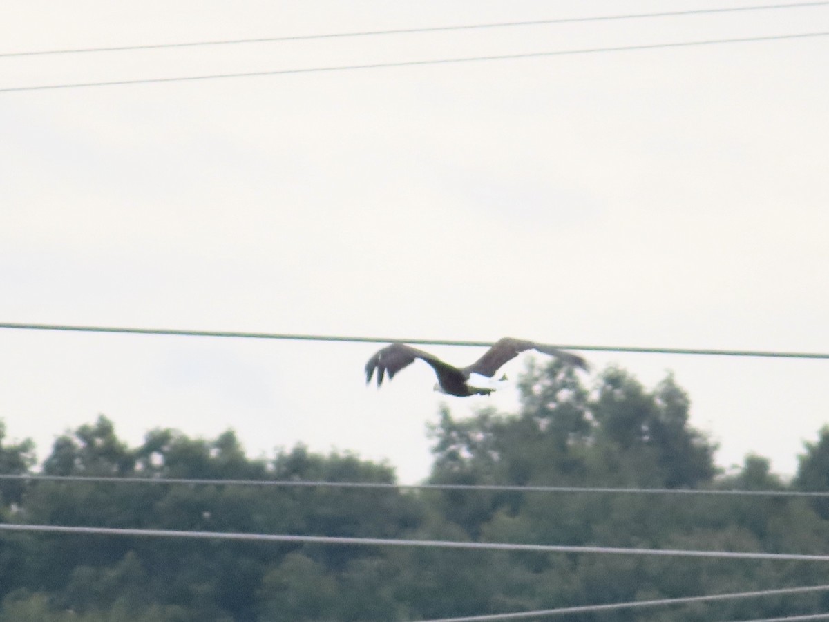 Bald Eagle - ML624158781