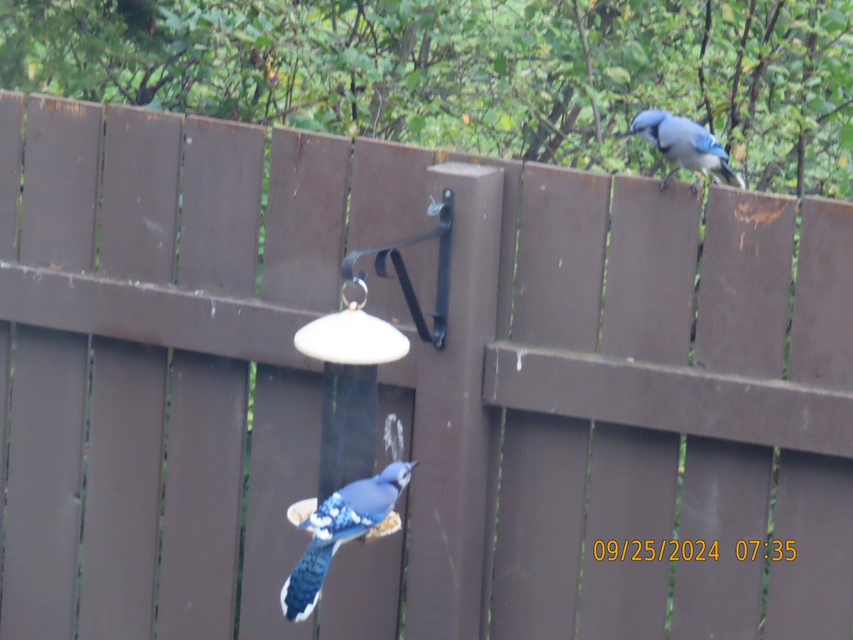 Blue Jay - ML624158788