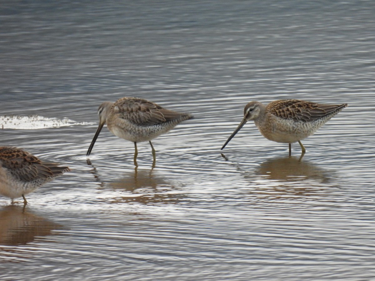 langnebbekkasinsnipe - ML624158795