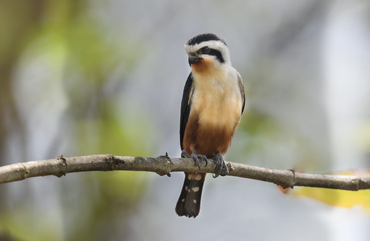 Collared Falconet - ML624158808