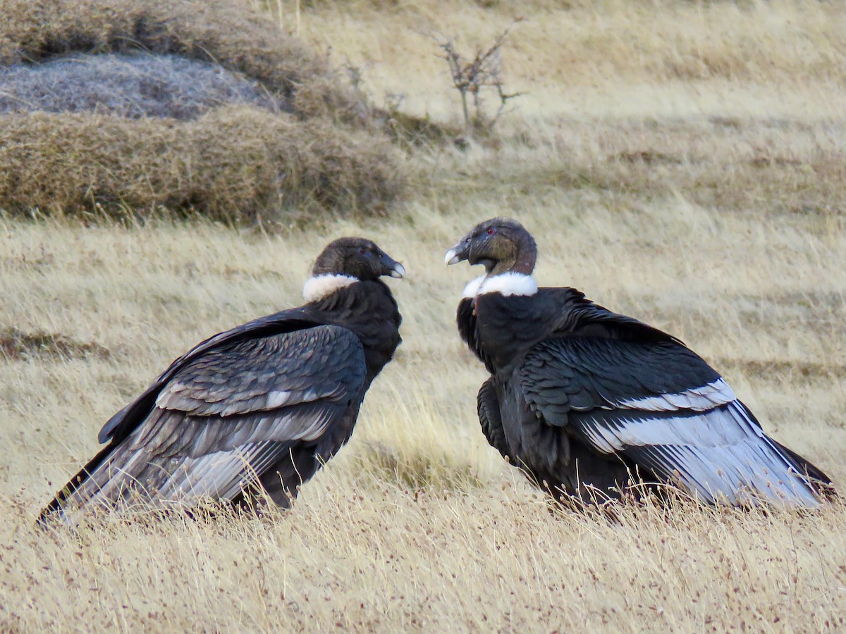 Andean Condor - ML624158832