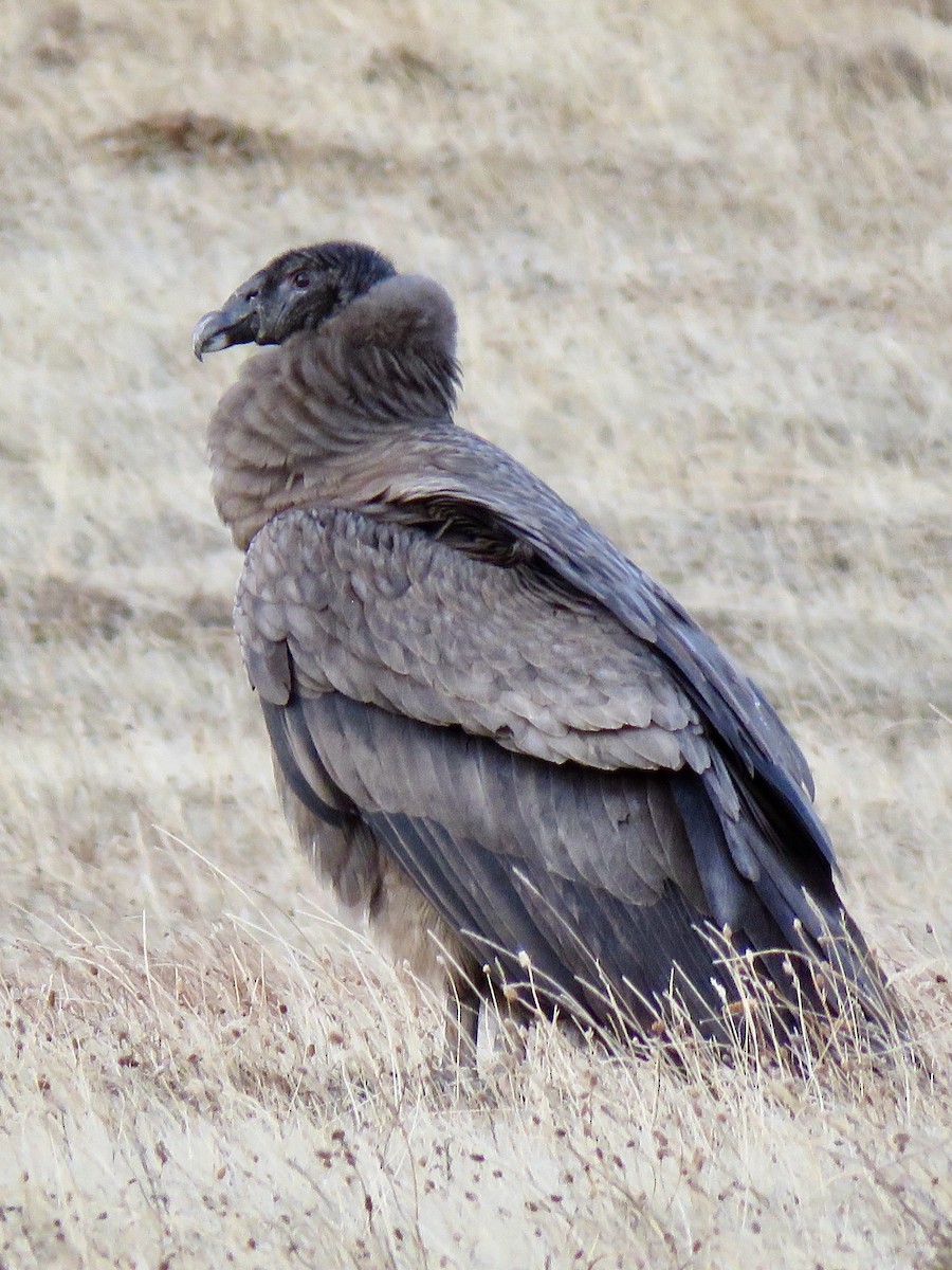 Andean Condor - ML624158833