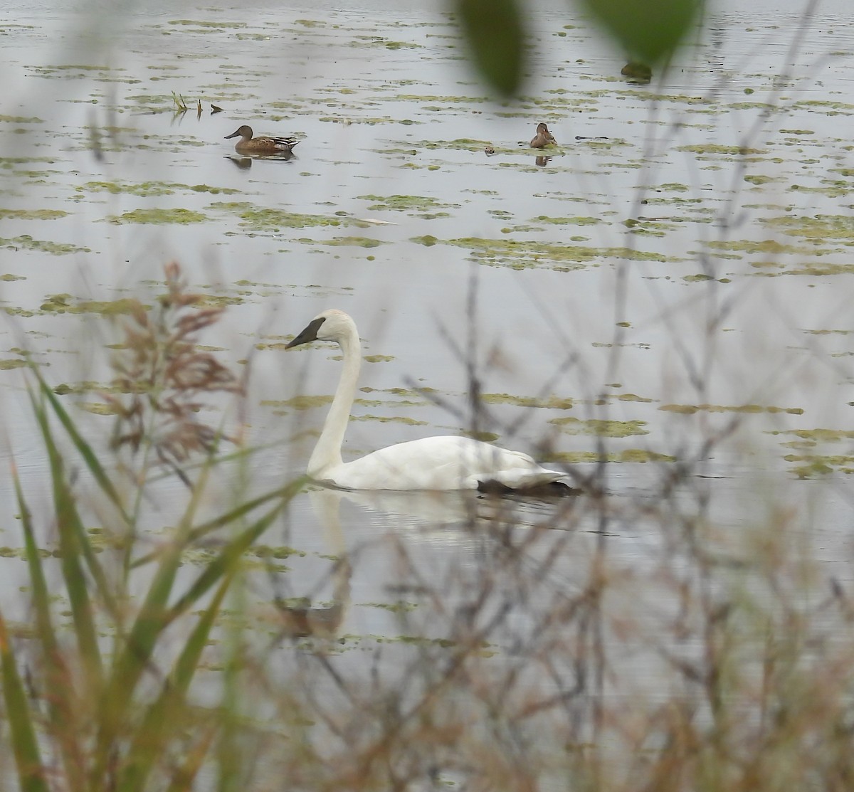 Trumpeter Swan - ML624158853