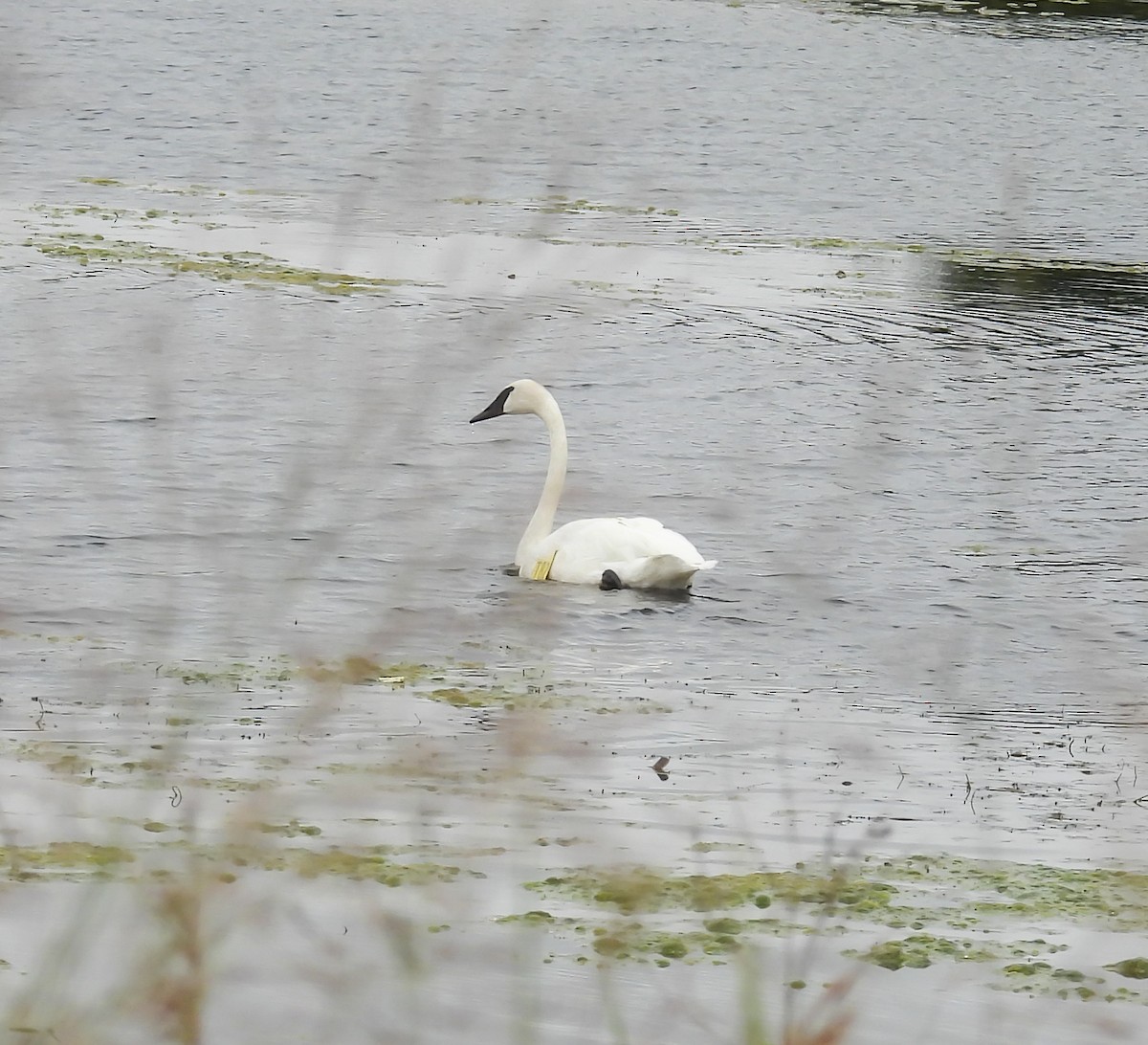 Trumpeter Swan - ML624158854