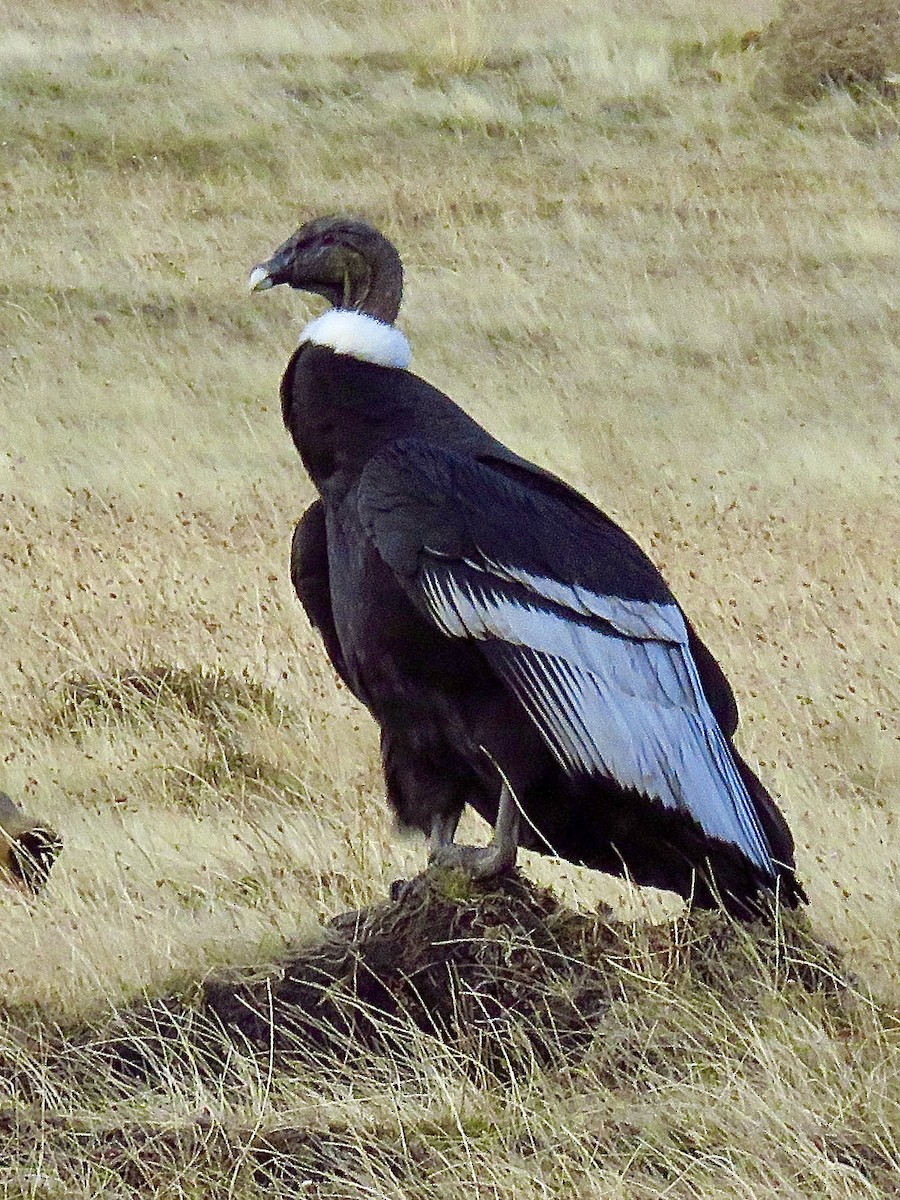 Andean Condor - ML624158856