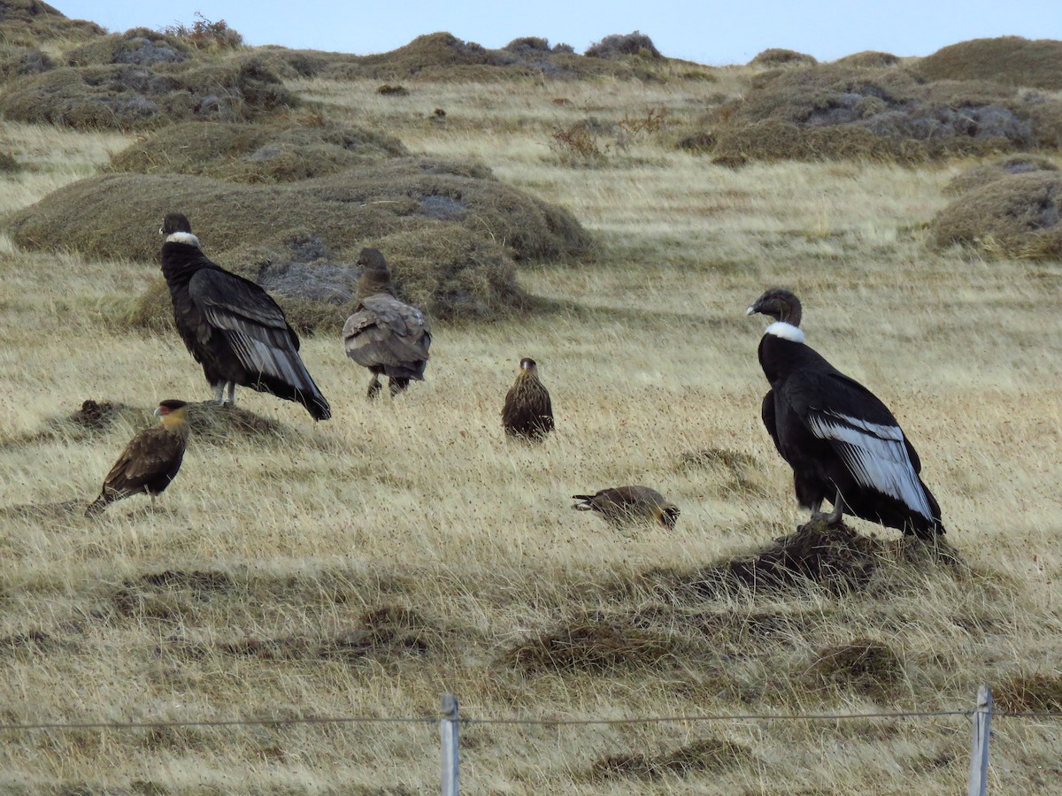 Andean Condor - ML624158857