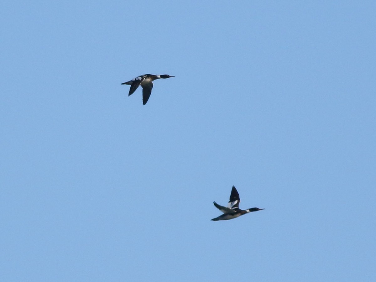 Red-breasted Merganser - ML624158860