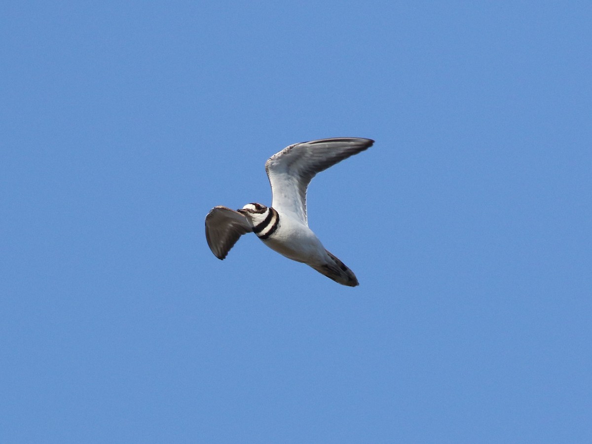 Killdeer - ML624158873