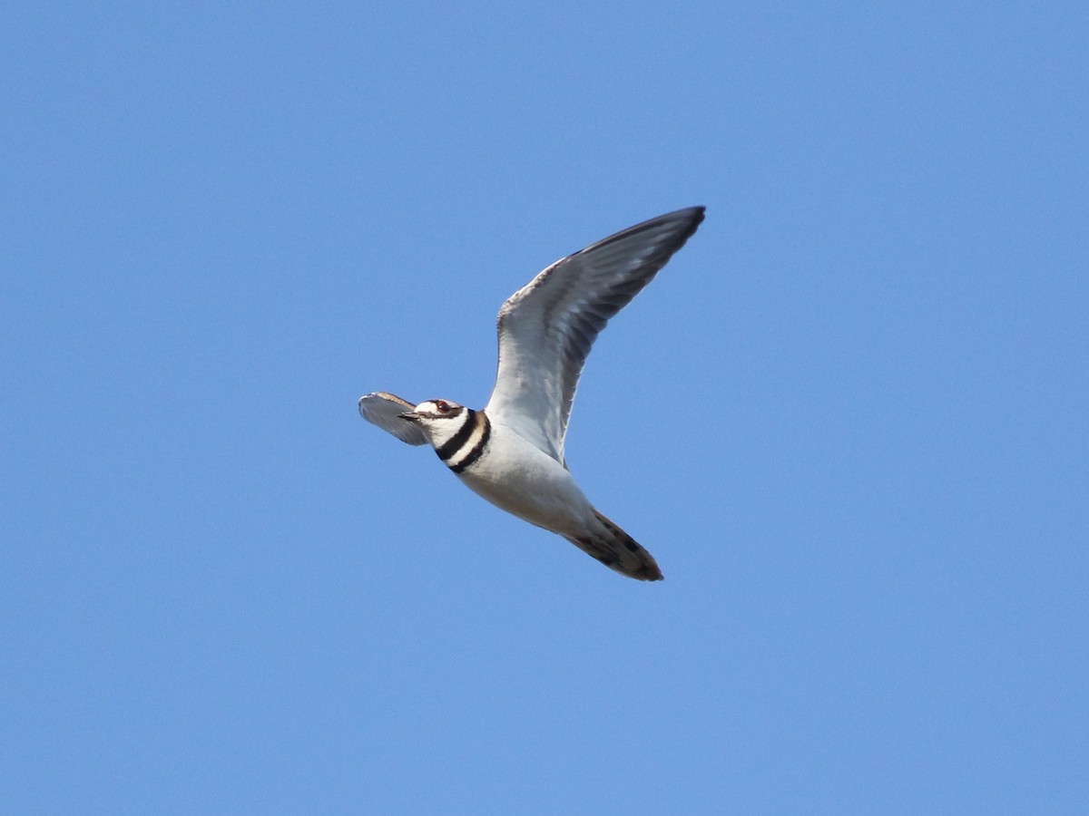 Killdeer - ML624158874