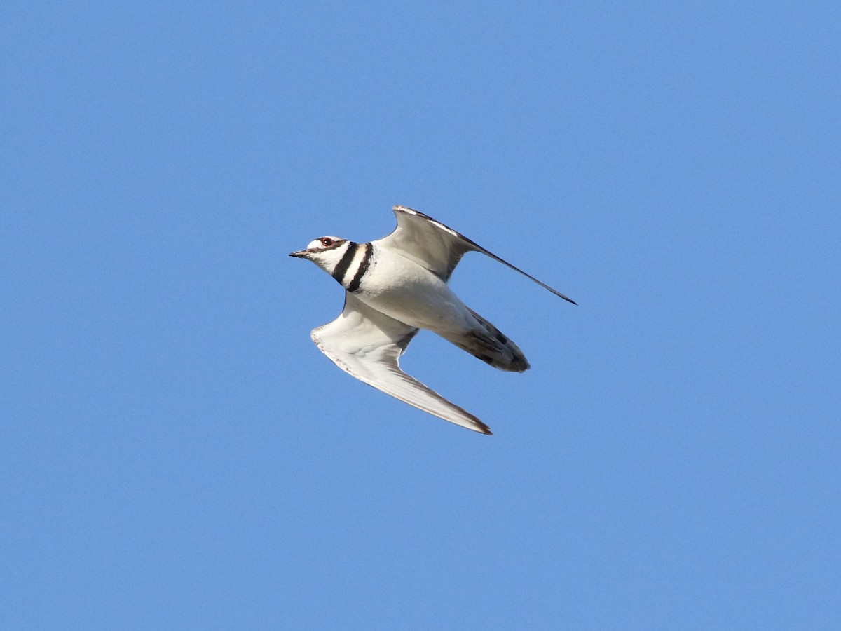 Killdeer - ML624158875