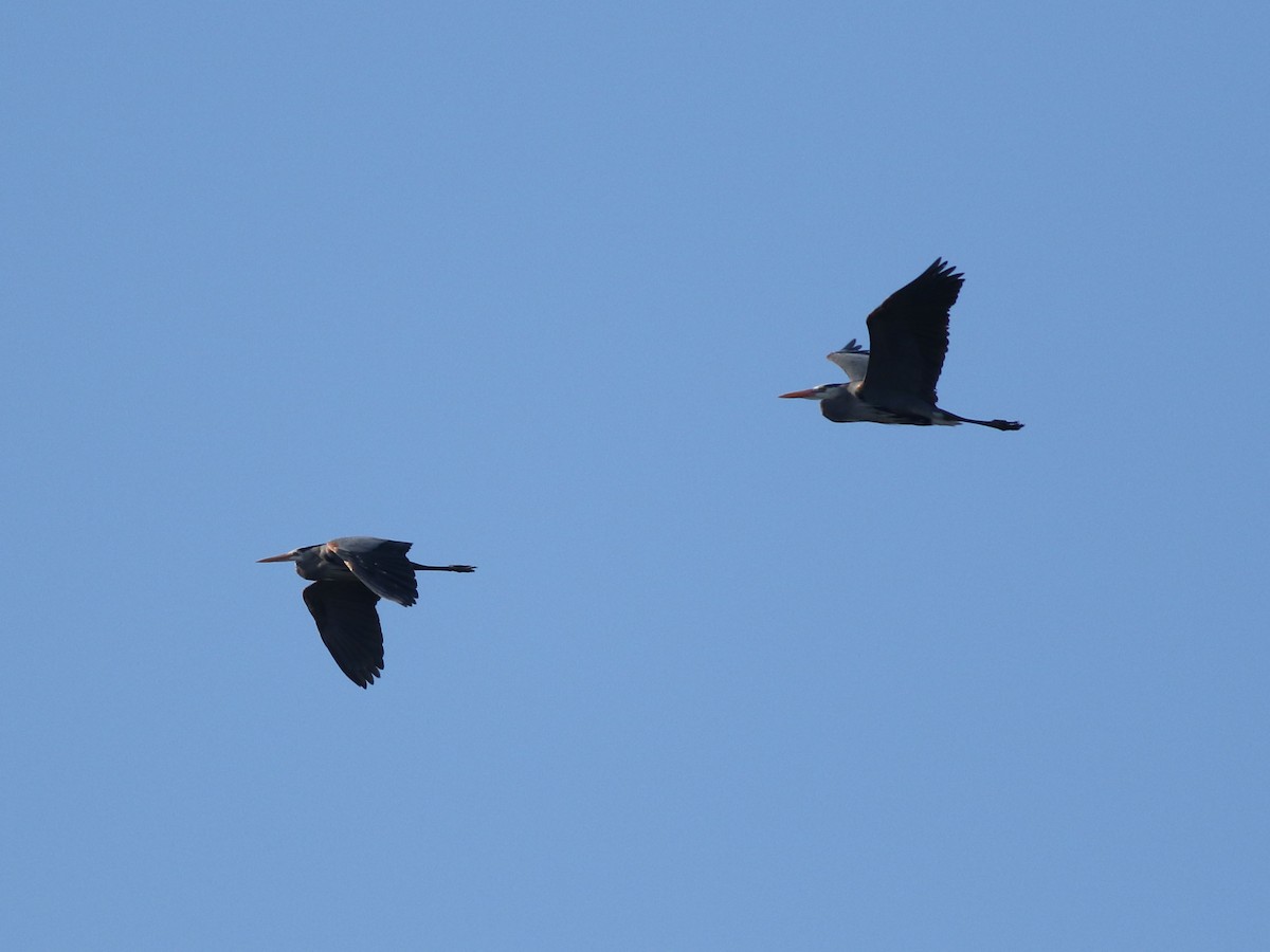 Great Blue Heron - ML624158882