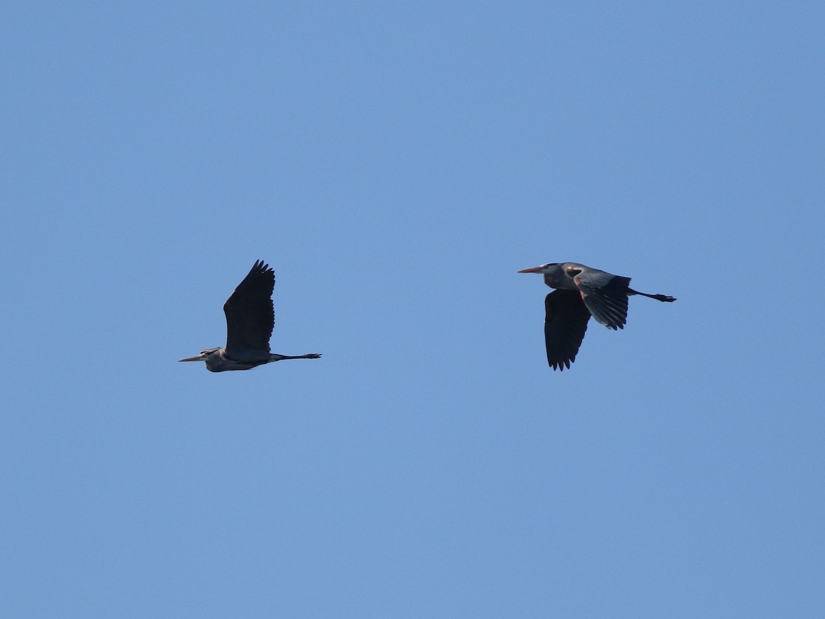 Great Blue Heron - Brandon Brogle