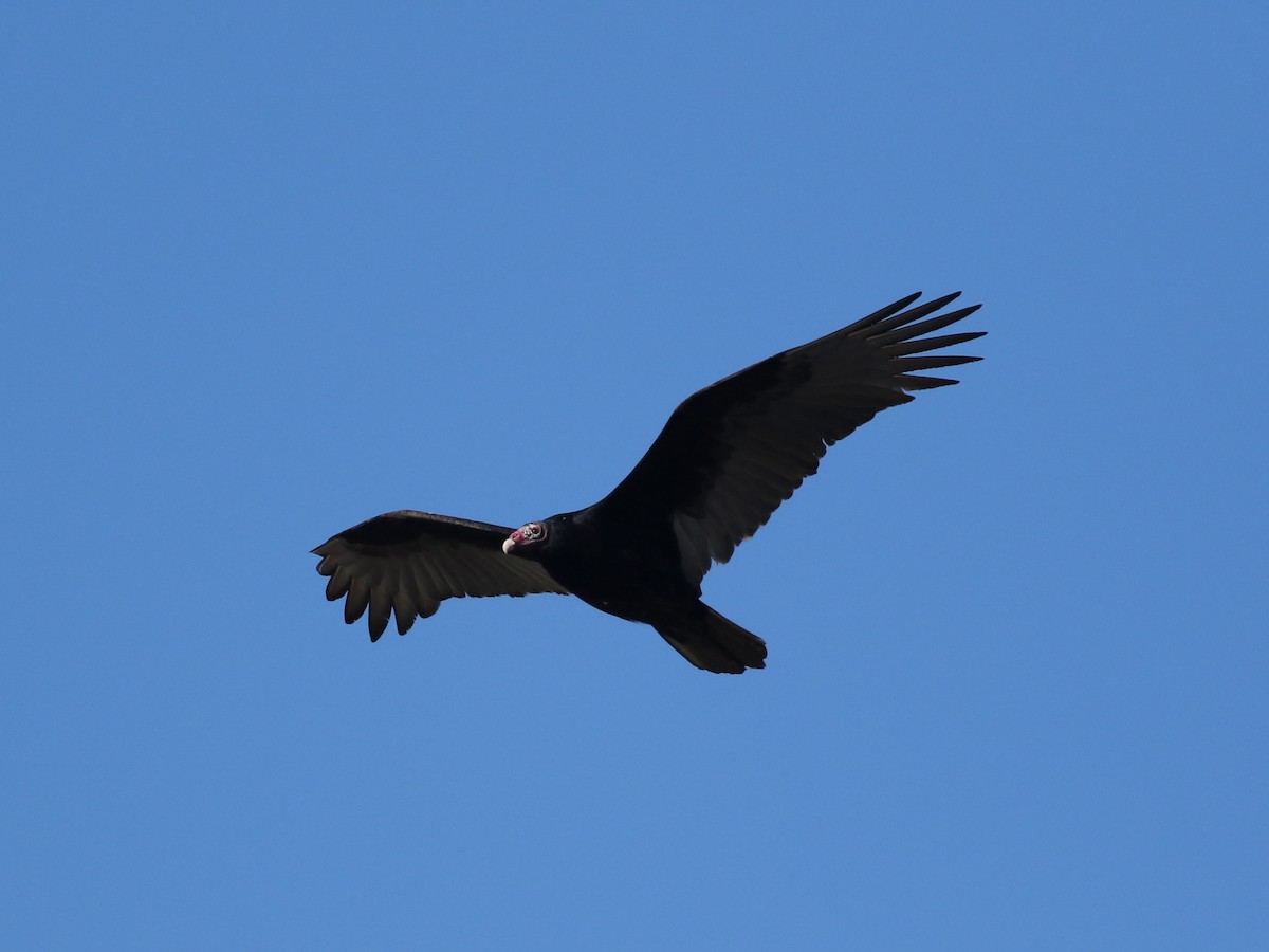 Turkey Vulture - ML624158892