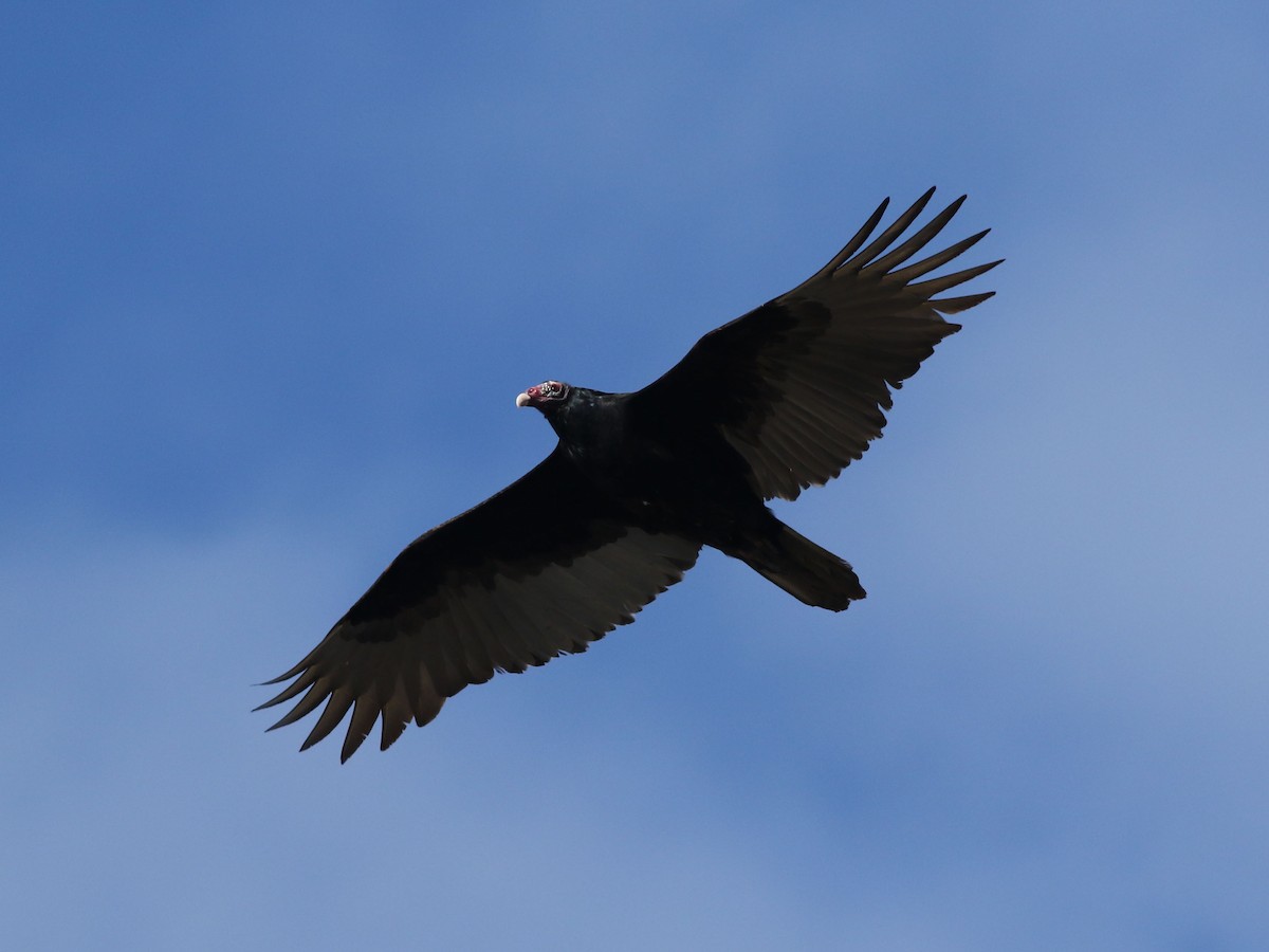 Turkey Vulture - ML624158893