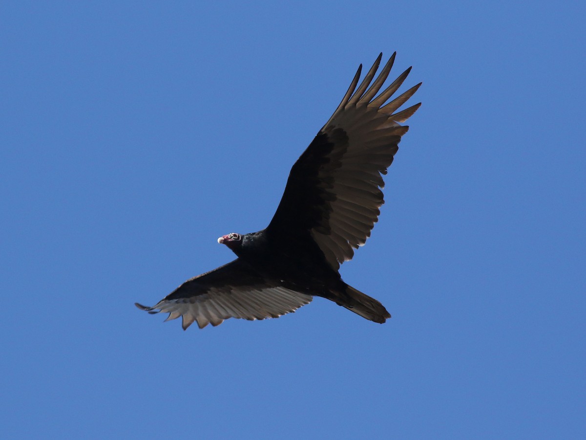 Turkey Vulture - ML624158894