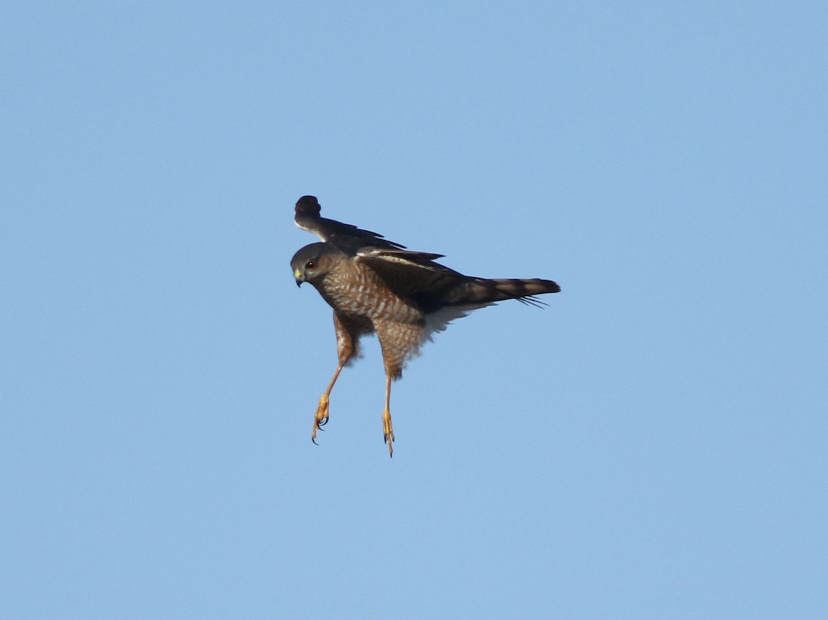 Sharp-shinned Hawk - ML624158897