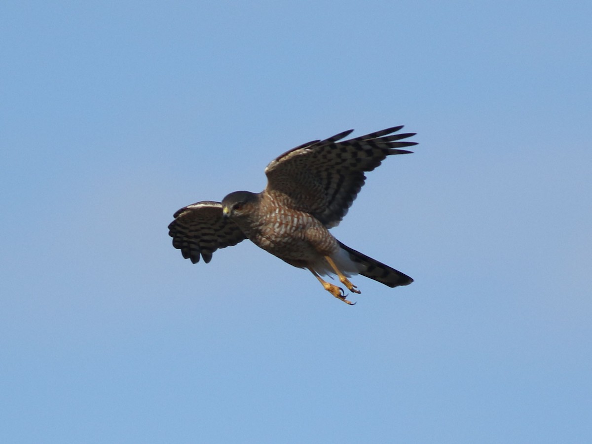 Sharp-shinned Hawk - ML624158898