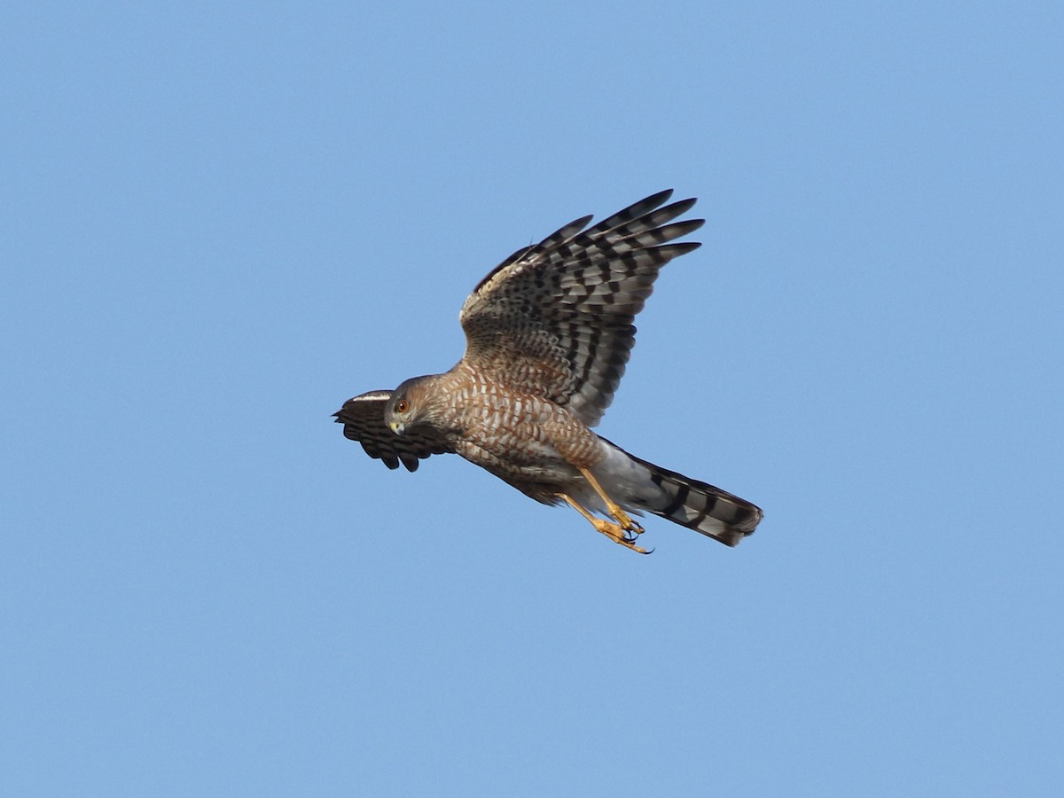 Sharp-shinned Hawk - ML624158899