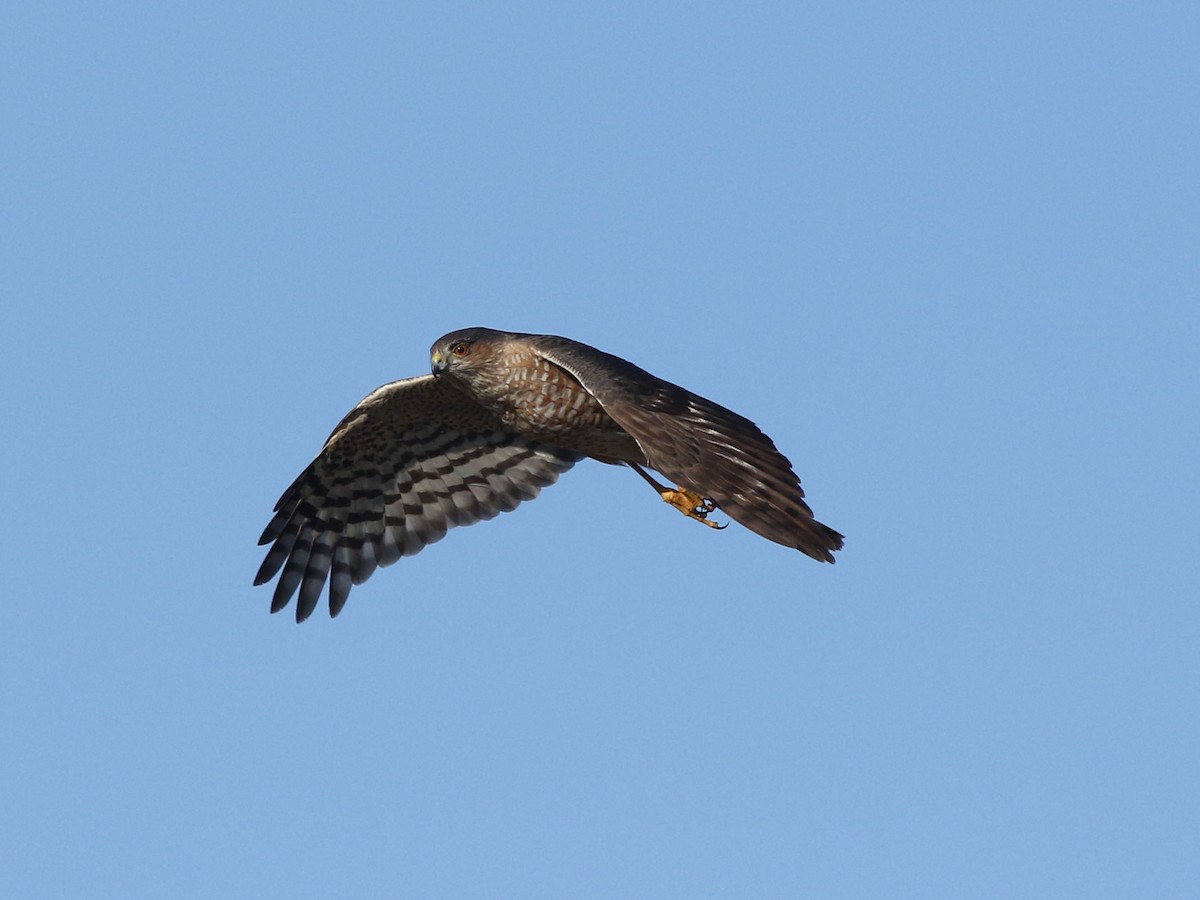 Sharp-shinned Hawk - ML624158900