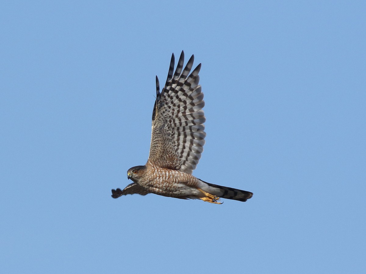 Sharp-shinned Hawk - ML624158901