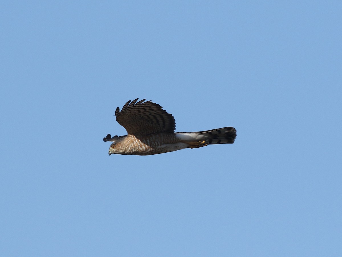 Sharp-shinned Hawk - ML624158902