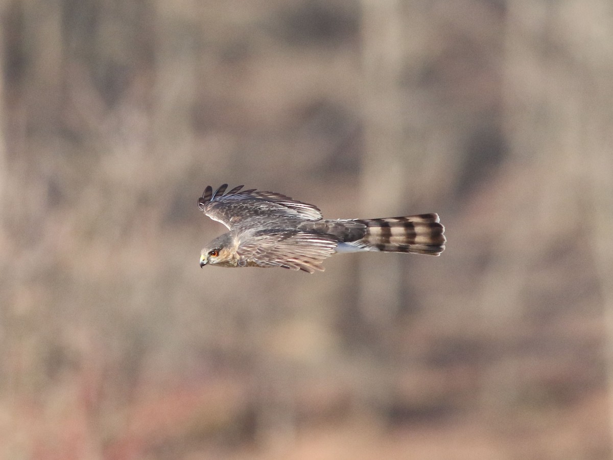 Sharp-shinned Hawk - ML624158903