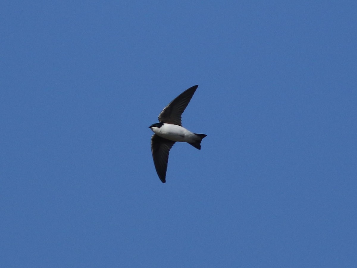 Tree Swallow - ML624158910