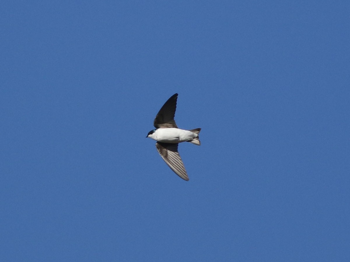 Tree Swallow - Brandon Brogle