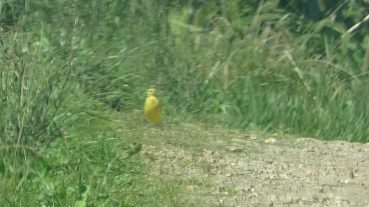 Western Yellow Wagtail (flavissima) - Sancho Carrero Martínez