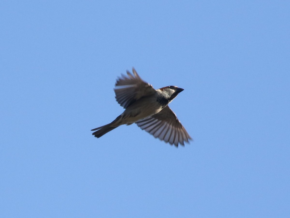 House Sparrow - ML624158916