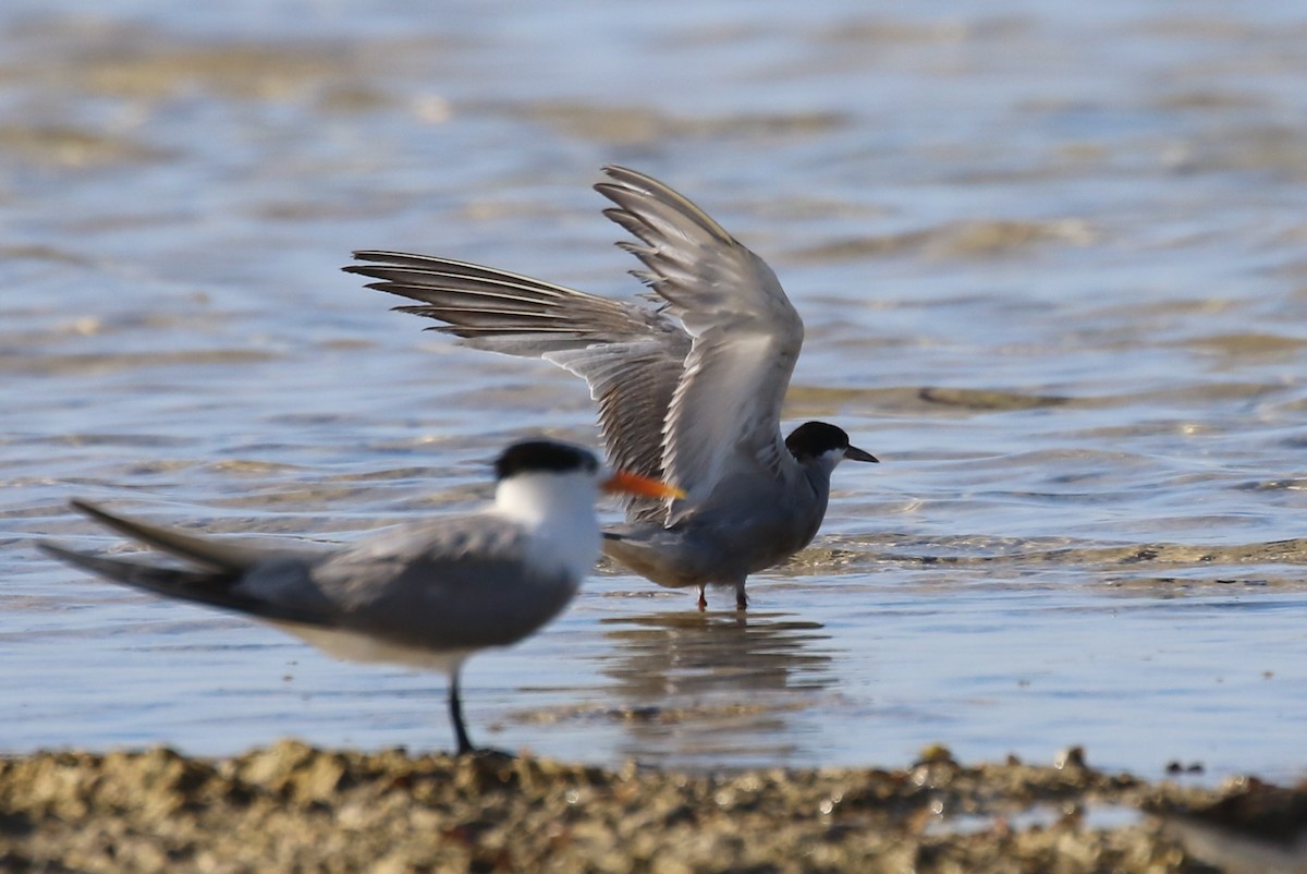 White-cheeked Tern - ML624158918