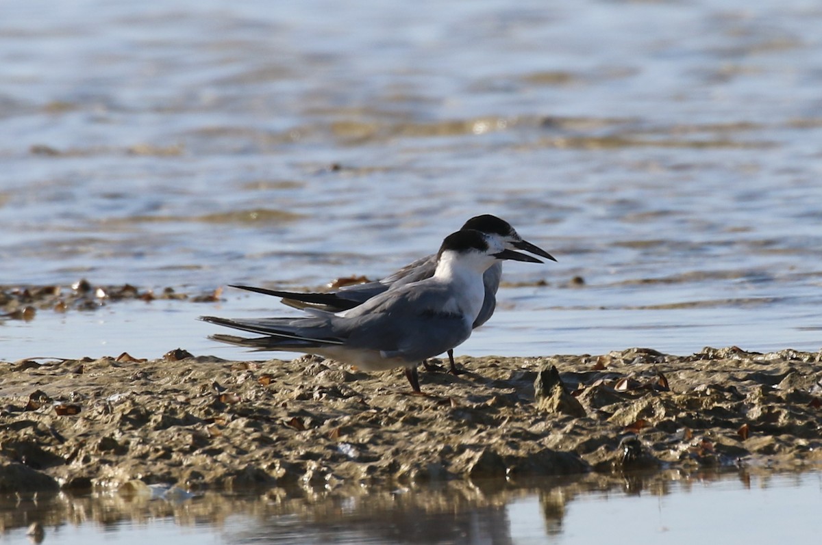 White-cheeked Tern - ML624158919