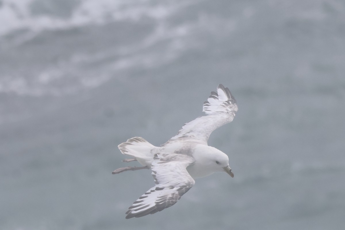 Northern Fulmar (Pacific) - ML624158936