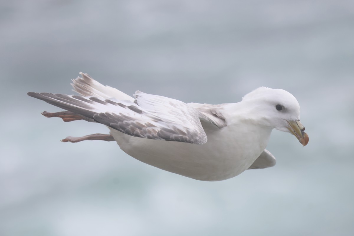 Northern Fulmar (Pacific) - ML624158937