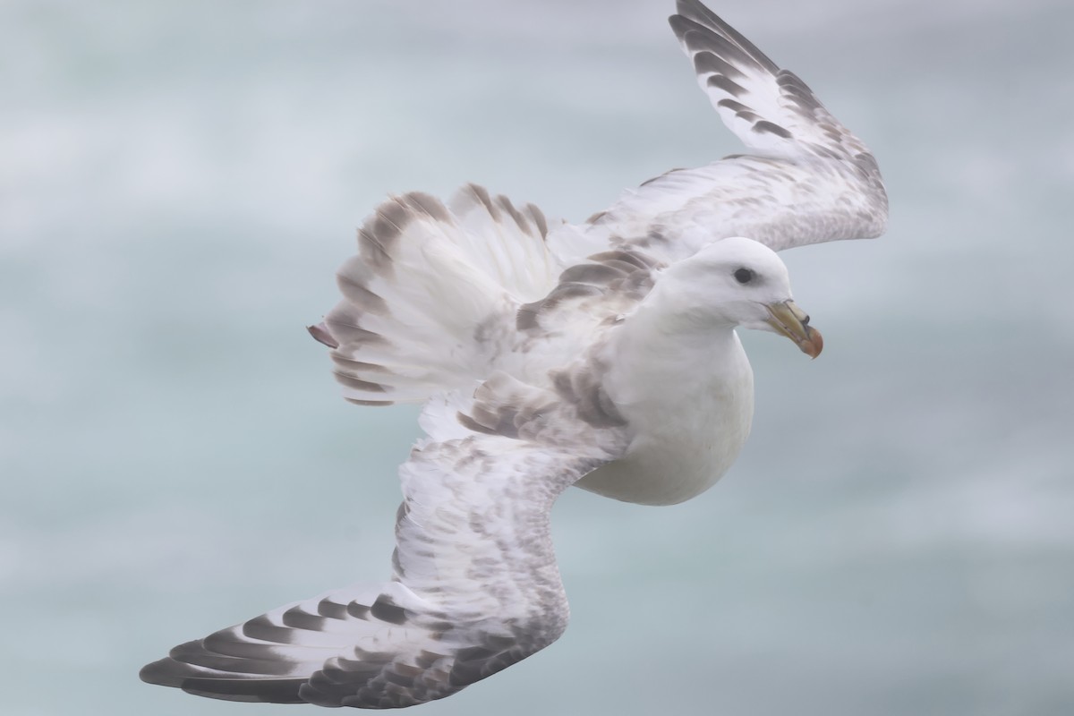 Northern Fulmar (Pacific) - ML624158938