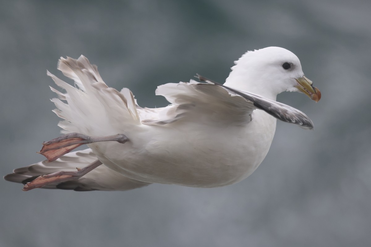 Northern Fulmar (Pacific) - ML624158939