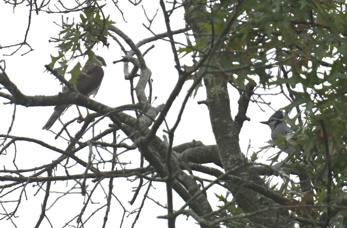 Sharp-shinned Hawk - ML624158960