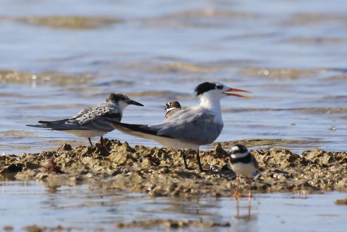 White-cheeked Tern - ML624158976