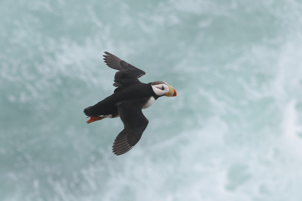 Horned Puffin - ML624158996