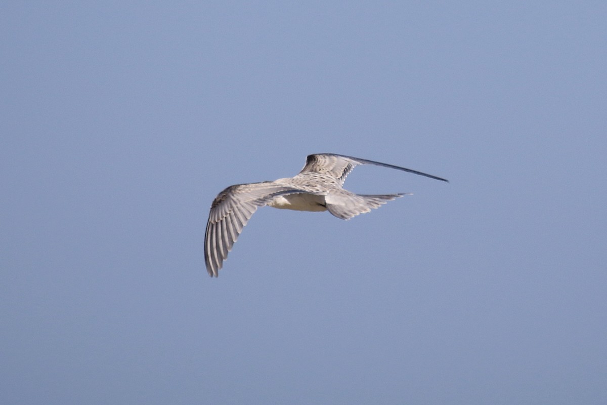 White-cheeked Tern - ML624159015