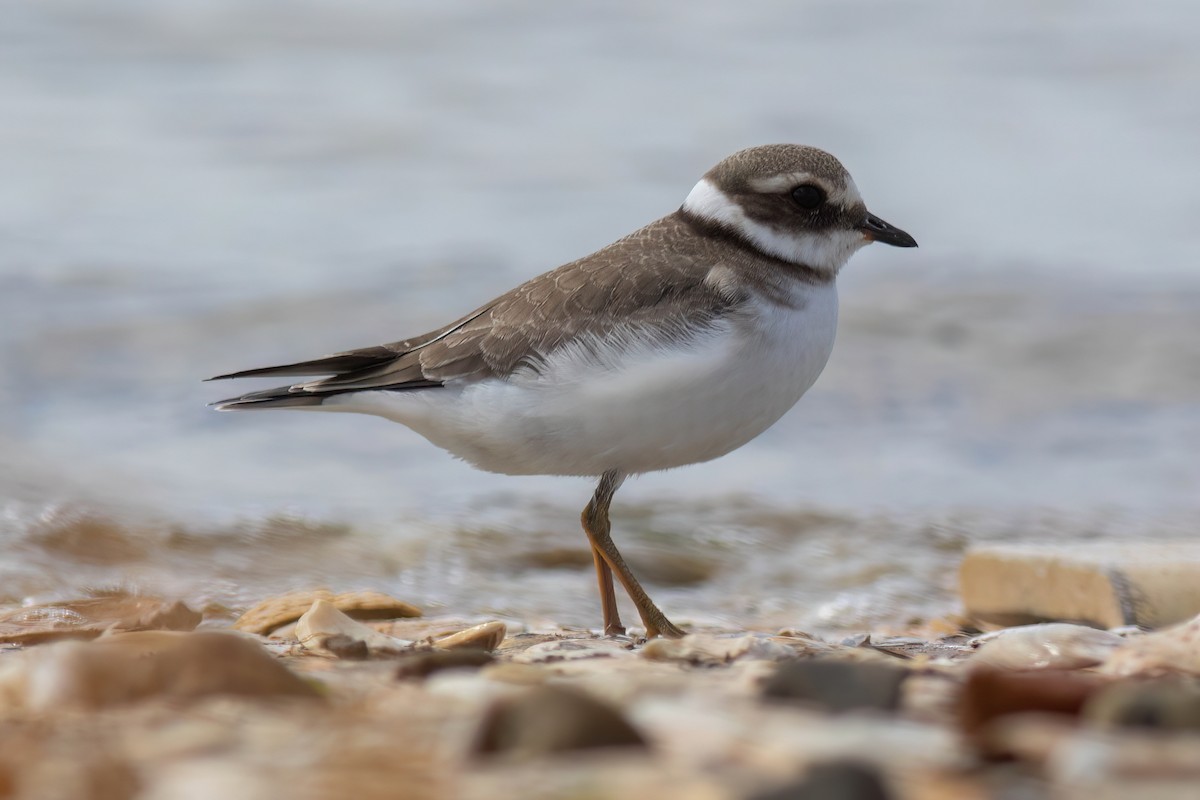 Common Ringed Plover - Joshua Malbin