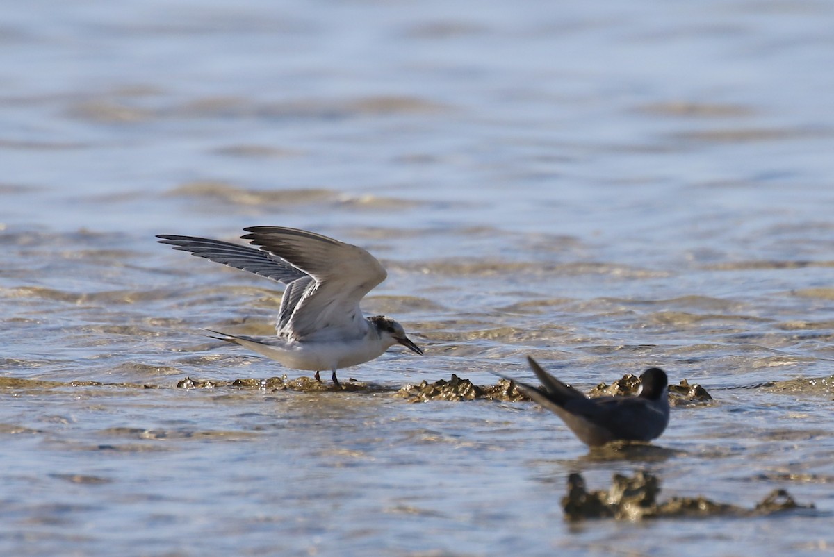 White-cheeked Tern - Chris Kehoe