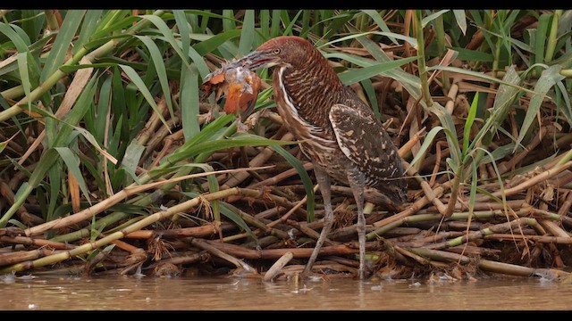 Rufescent Tiger-Heron - ML624159099