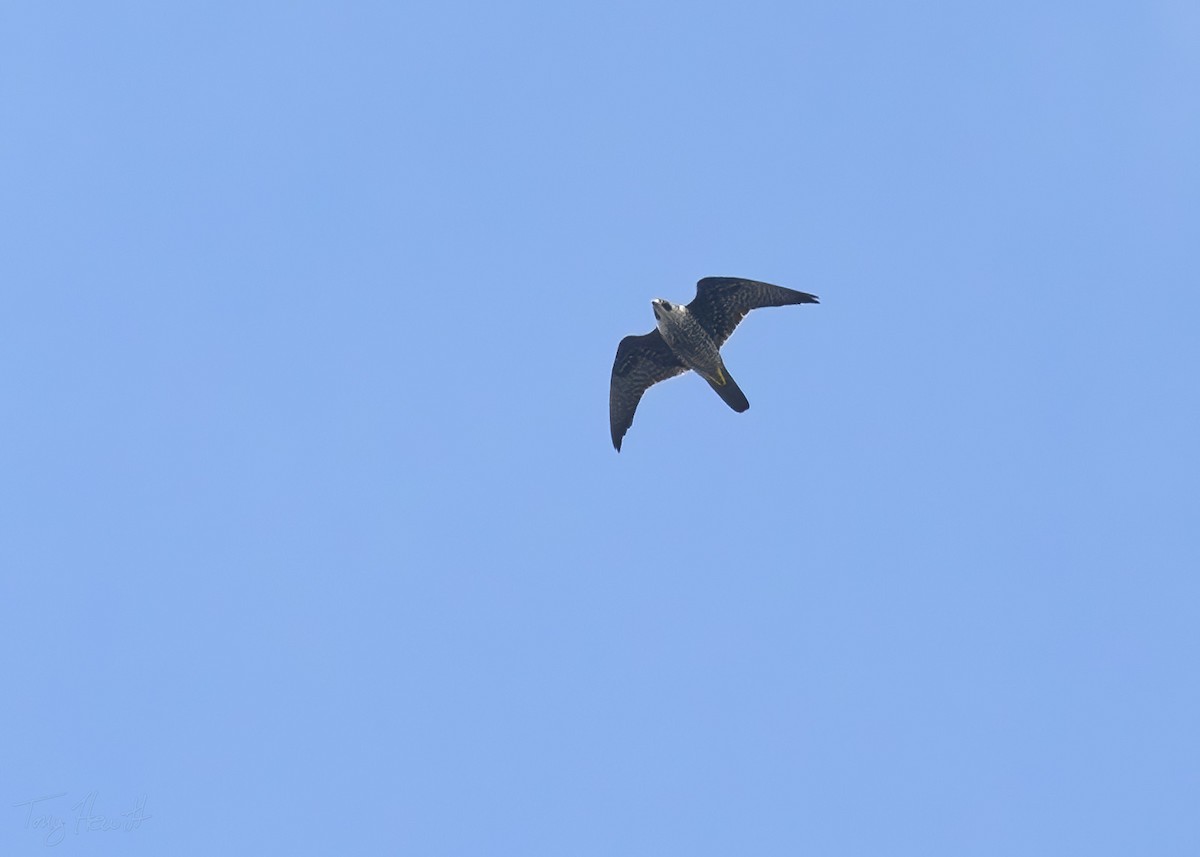 Peregrine Falcon - ML624159101