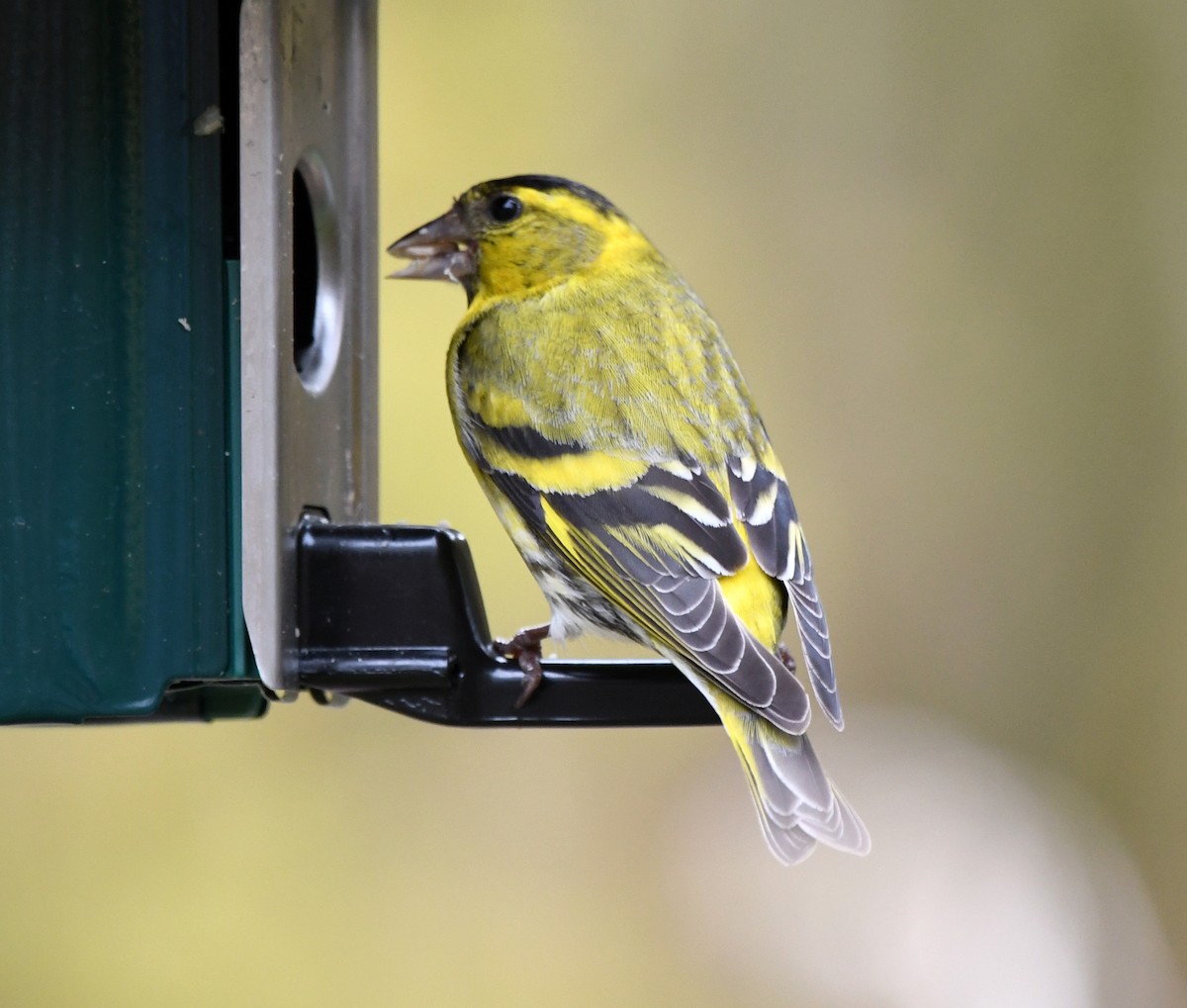 Эгэл ногоолзой - ML624159117