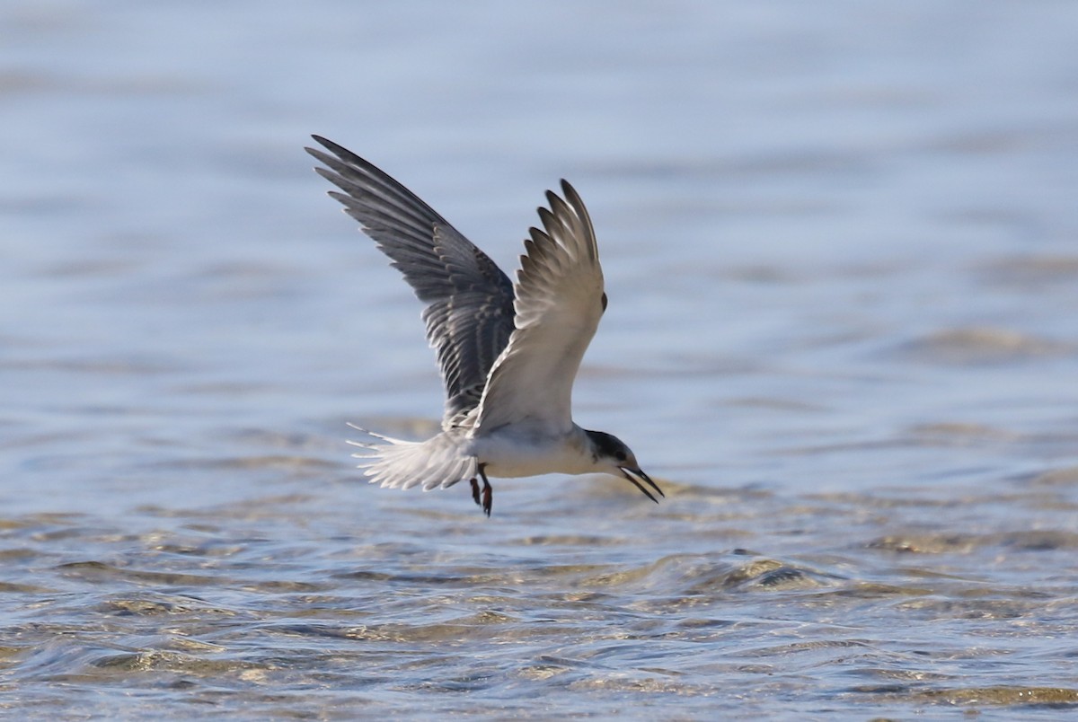 White-cheeked Tern - ML624159119