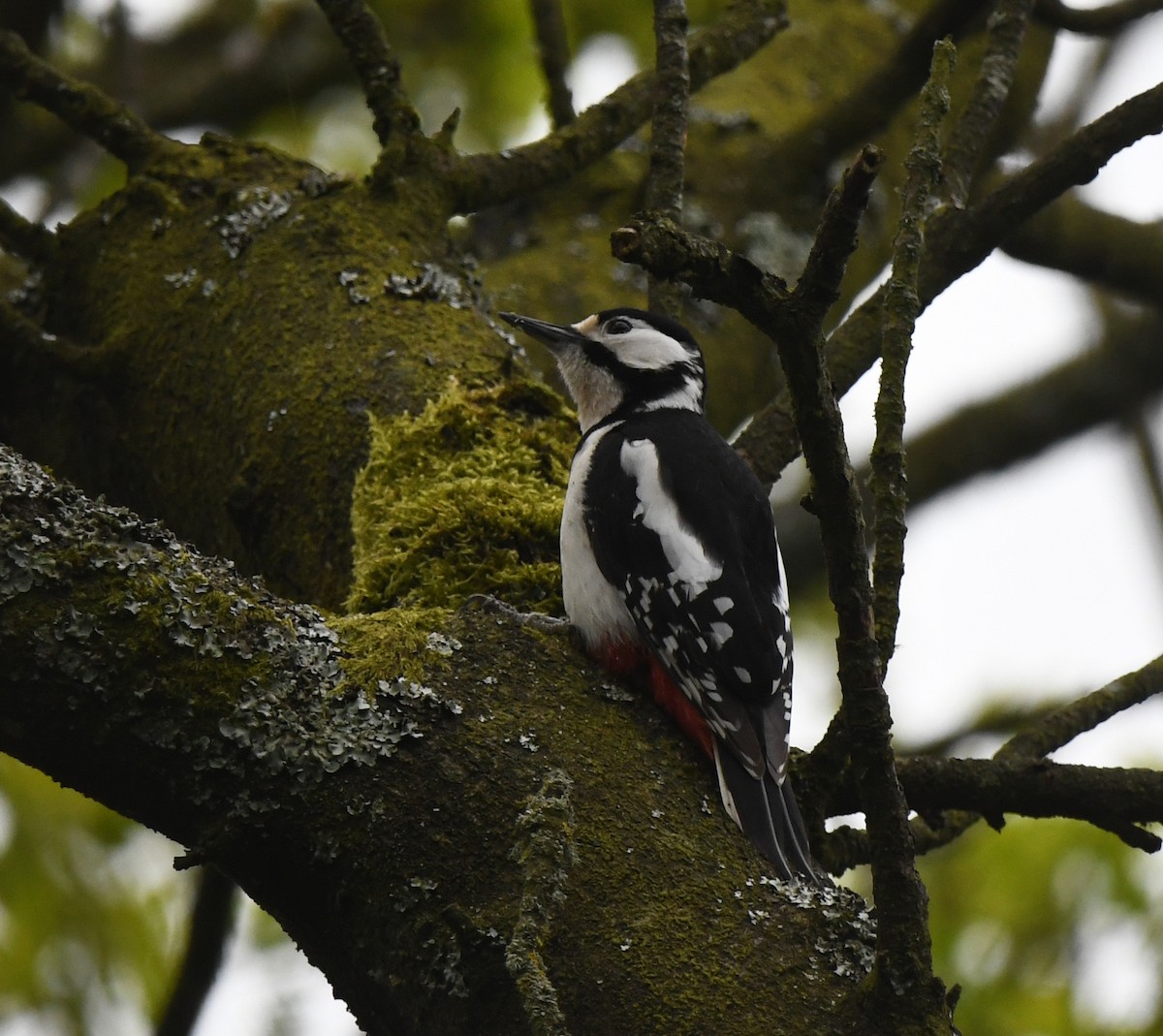 Great Spotted Woodpecker (Great Spotted) - ML624159122