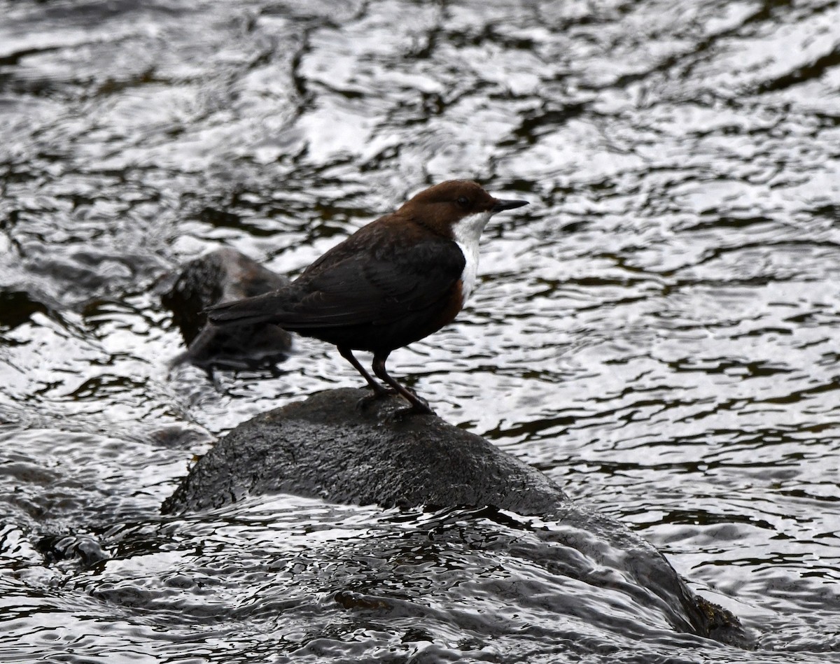 Гялаан омруут харзлай - ML624159133